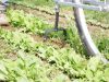 Le Jardin de la Perrière - Légumes 