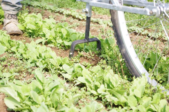 Le Jardin de la Perrière - Légumes 