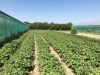 Champs de pomme de terre