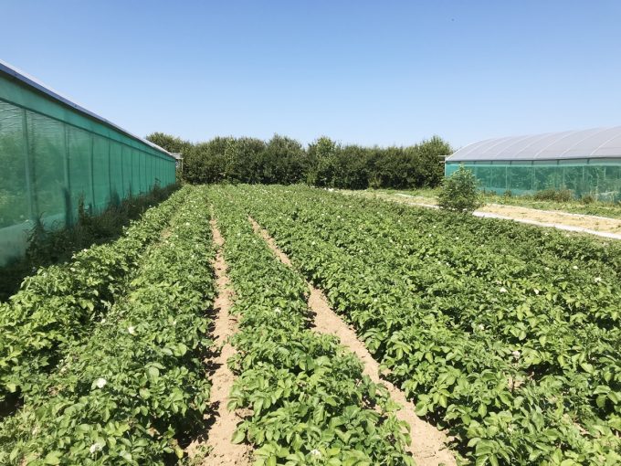 Champs de pomme de terre