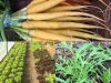 Jardins de la Matz - carottes et salades