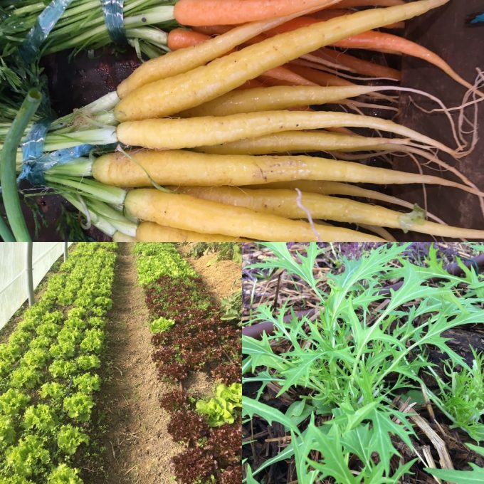 Jardins de la Matz - carottes et salades