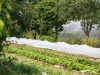 Jardins de la Matz - tunnel légumes dans le verger