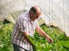 Jardins de la Matz - aubergines en serre