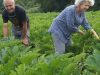 Le Jardin Potager de Loctudy - vos serviteurs
