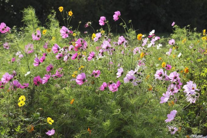Le Jardin Potager de Loctudy - fleurs