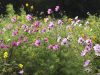 Le Jardin Potager de Loctudy - fleurs