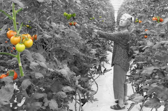 Le Jardin Potager de Loctudy - cueillette tomates