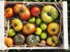 Le Jardin Potager de Loctudy - tomates