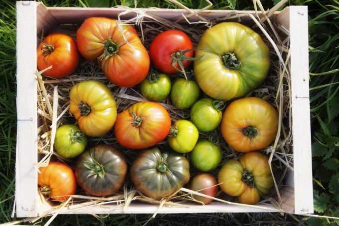 Le Jardin Potager de Loctudy - tomates