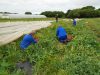 Le jardin de Prélude - ramassage de petits pois