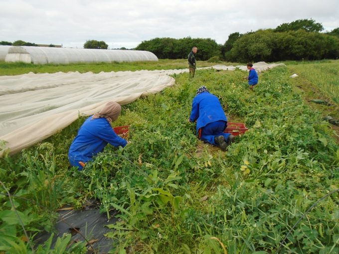 Le jardin de Prélude - ramassage de petits pois