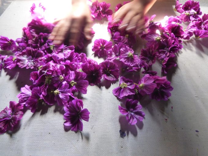 Fleurs du jardin