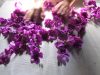 Fleurs du jardin