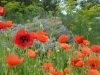 Pavots et coquelicots...
