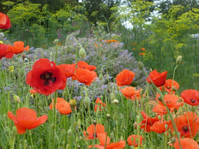 Pavots et coquelicots...