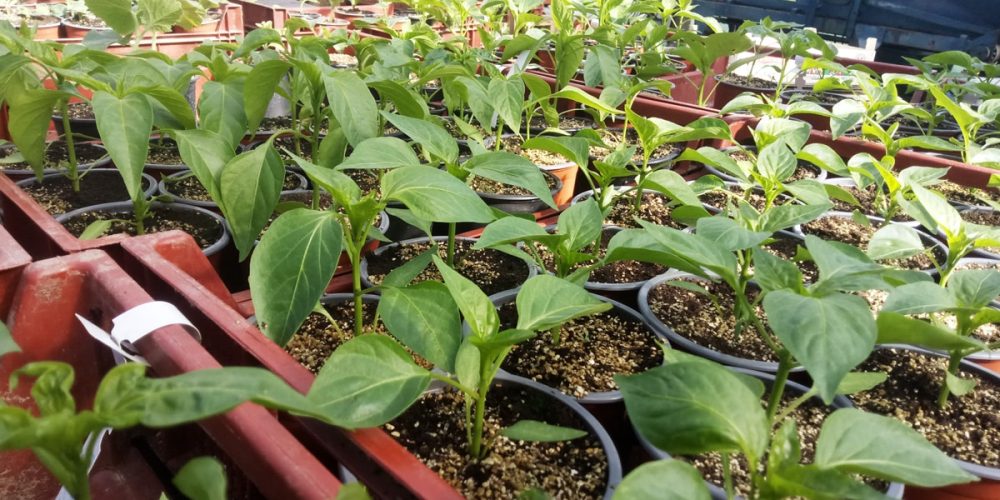 Les jardins du Ménic : Productrice de plants potagers et aromatiques à Dinéault (29)