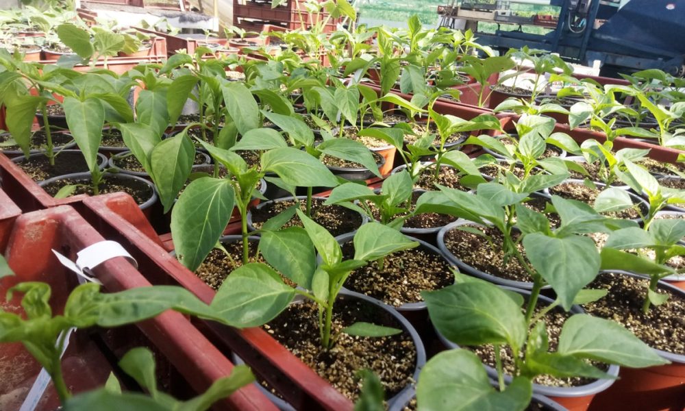 Les jardins du Ménic : Productrice de plants potagers et aromatiques à Dinéault (29)