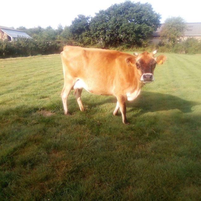 La Ferme des Petites Vaches