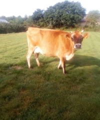 La Ferme des Petites Vaches