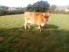 La Ferme des Petites Vaches