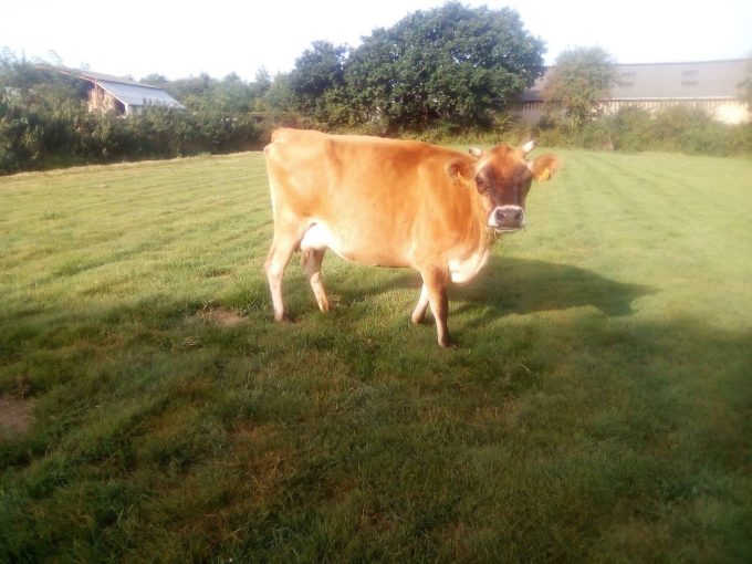 La Ferme des Petites Vaches