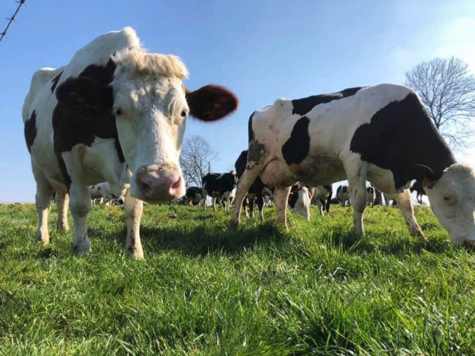 Fromagerie fermière Ker Lannoué - vaches