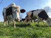 Fromagerie fermière Ker Lannoué - vaches