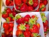 Ferme de Kercabon Vras - fraises