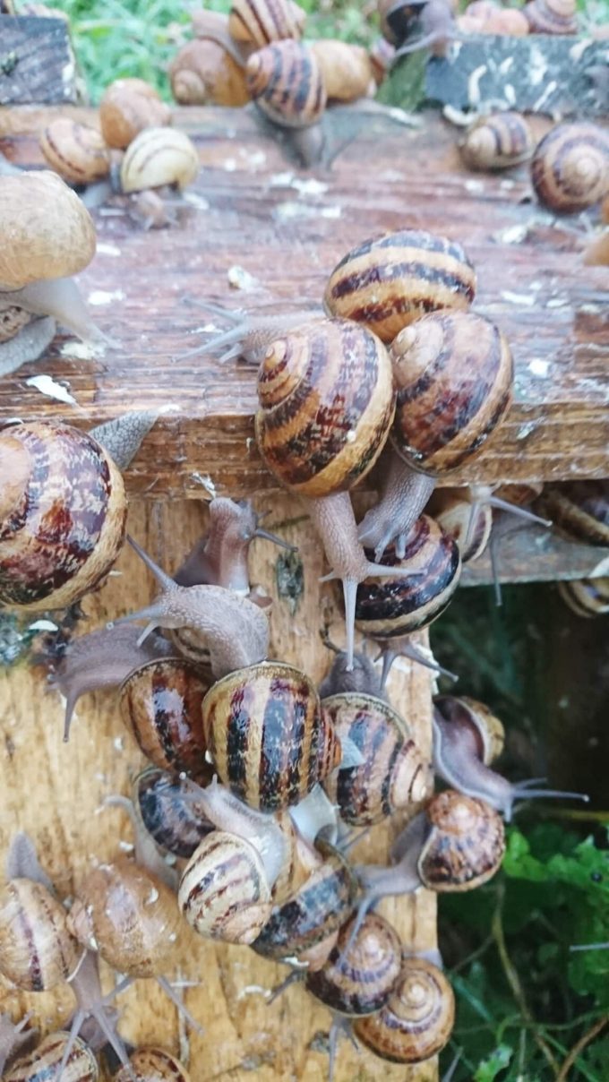 Kerhelix - escargots gros gris