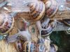 Kerhelix - escargots gros gris