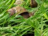 Kerhelix - escargots élevés en plein air