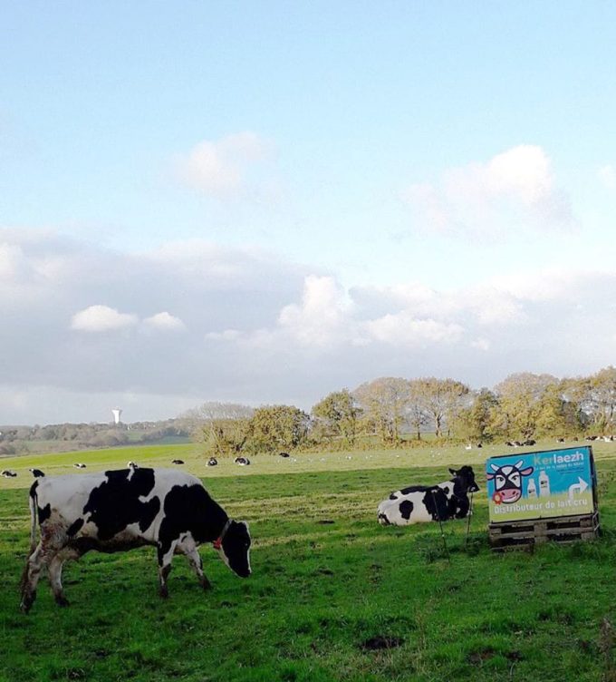 Vaches et Panneau