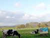 Vaches et Panneau