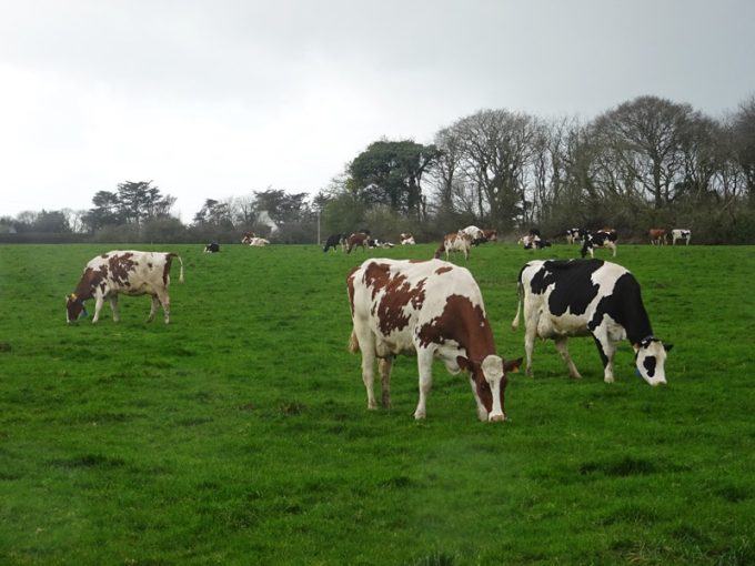 Vaches laitières de race croisée holstein et normande