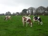 Vaches laitières de race croisée holstein et normande