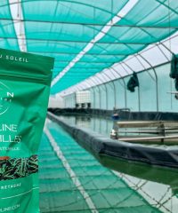 Kian Spiruline