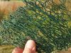 Kian Spiruline - grillage de spiruline