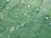 Kian Spiruline - vert spiruline