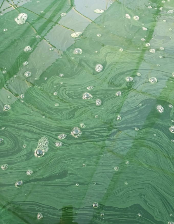 Kian Spiruline - vert spiruline