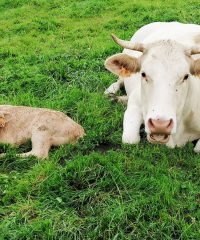 Kig Ferec – Ferme de Kerrigou