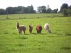 Des alpagas en champs bretons