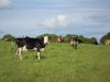 Troupeau de vaches