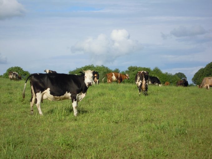 Troupeau de vaches
