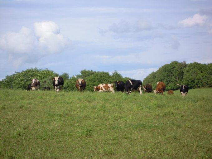 Troupeau de vaches