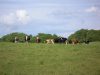 Troupeau de vaches