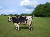 Troupeau de vaches