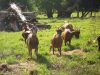 Chèvres de la ferme de Douarou Koad Kimerc’h
