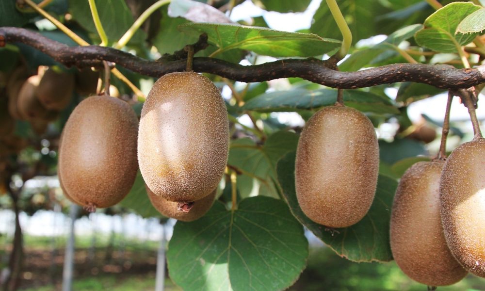Kiwi : Quelle est sa saison ? Ses bienfaits ? Comment le conserver ?