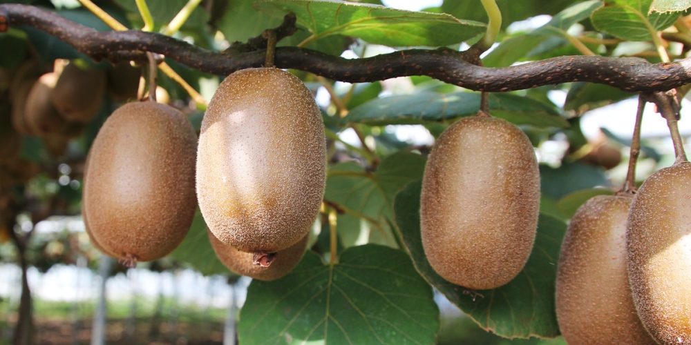 Kiwi : Quelle est sa saison ? Ses bienfaits ? Comment le conserver ?